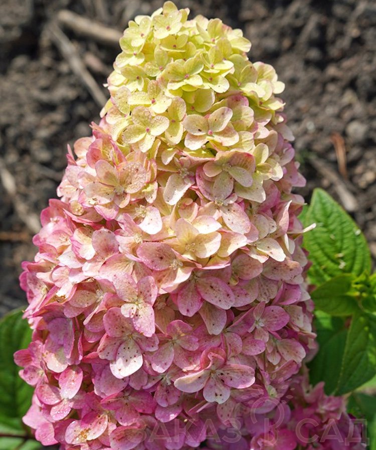 Гортензия метельчатая (Hydrangea paniculata `Краса Лесково ...