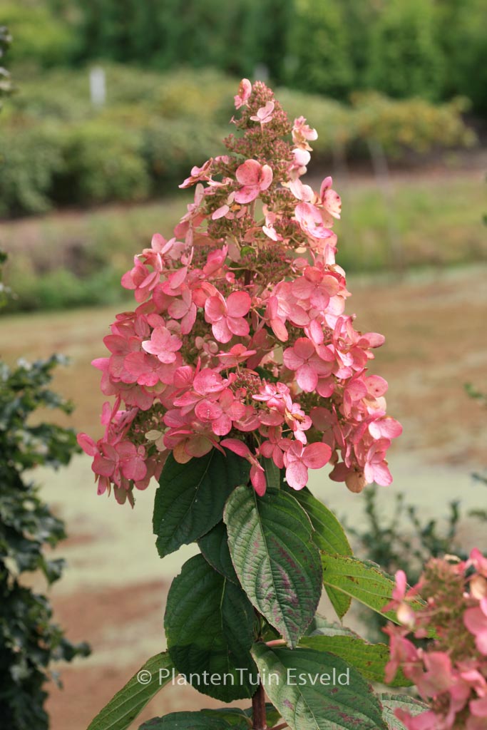 Pink Diamond Hydrangea • Kiwi Nurseries Ltd