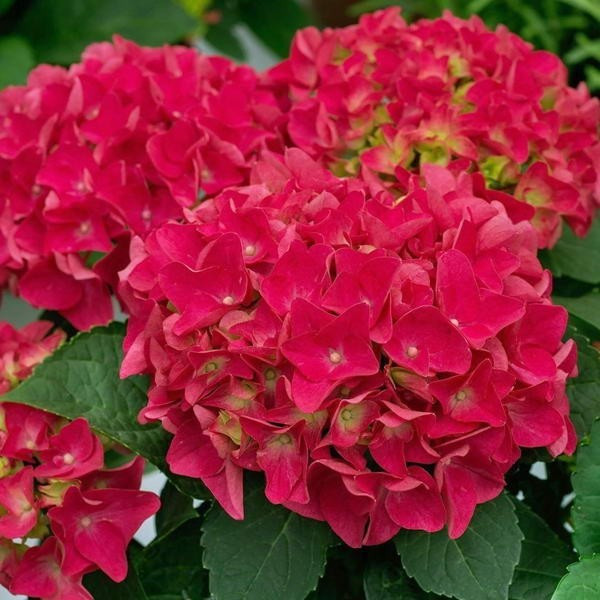 Hydrangea Red Baron ...