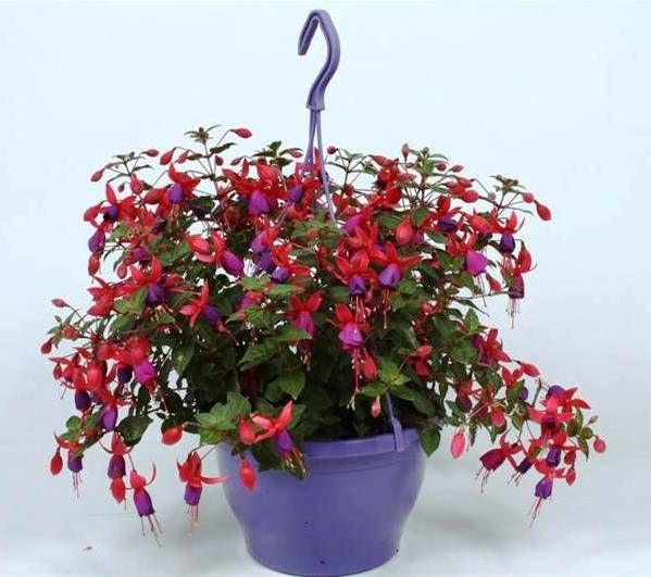 Фуксия (Fuchsia) - ампельное растение в подвесных кашпо ...