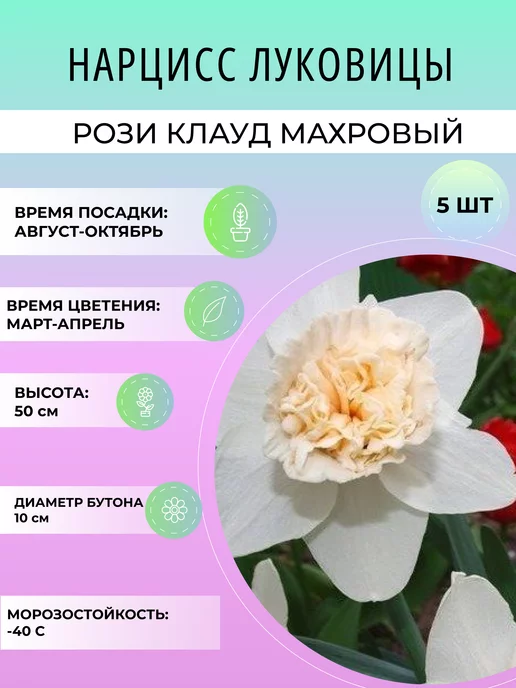 Нарцисс Реплит - Narcissus Replete ...