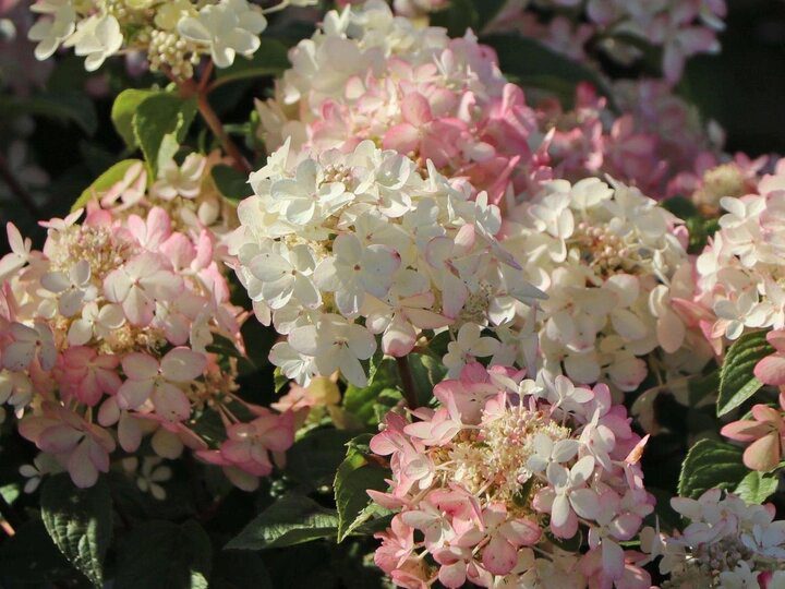 Гортензия метельчатая Петит Стар (Hydrangea paniculata Petite ...