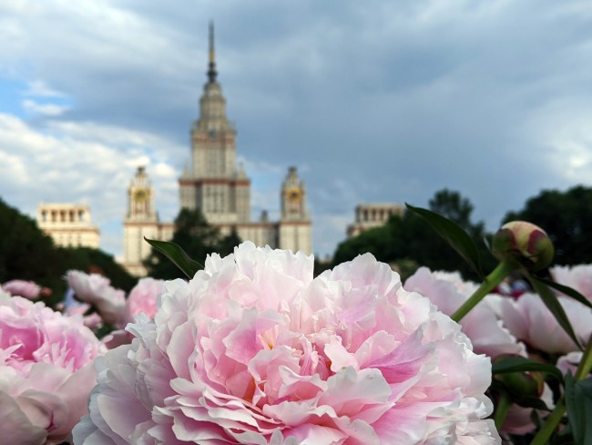 Peony Fest Maxima - 1 gal cg