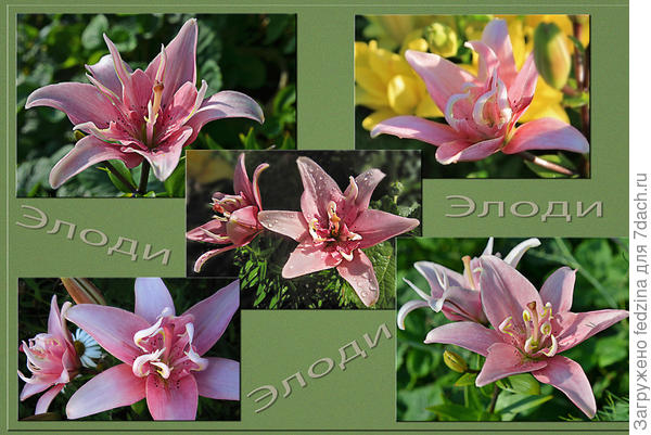 Lilium asiatico doppio Elodie Confezione 2