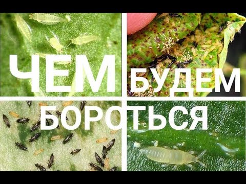 Вредители в коре фаленопсиса - Орхидеи - Форум на HomeFlowers.ru