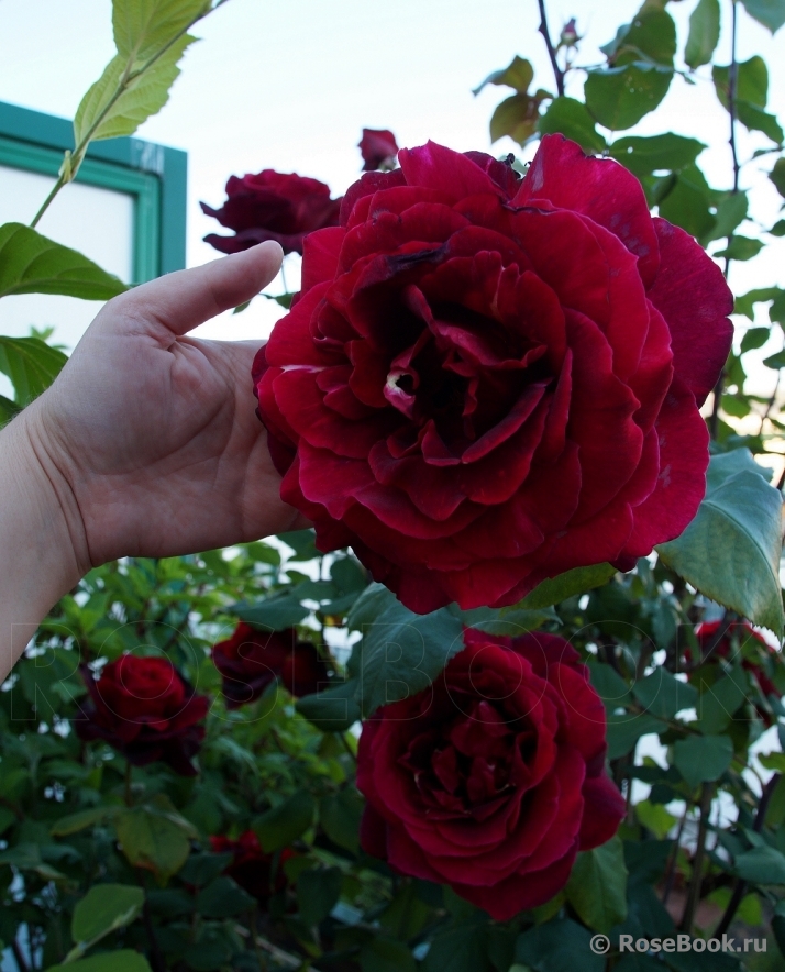 Photo of Rosa Oklahoma (Hybrid Tea Rose)