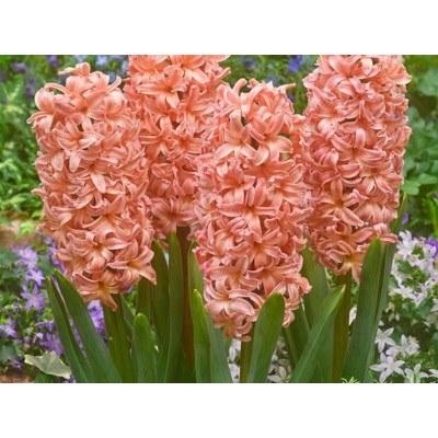 Hyacinthus Gipsy Queen | Bloombol