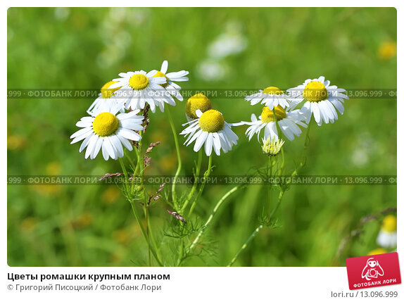 Красивая Ромашка Крупным Планом На Черном Фоне Фотография ...