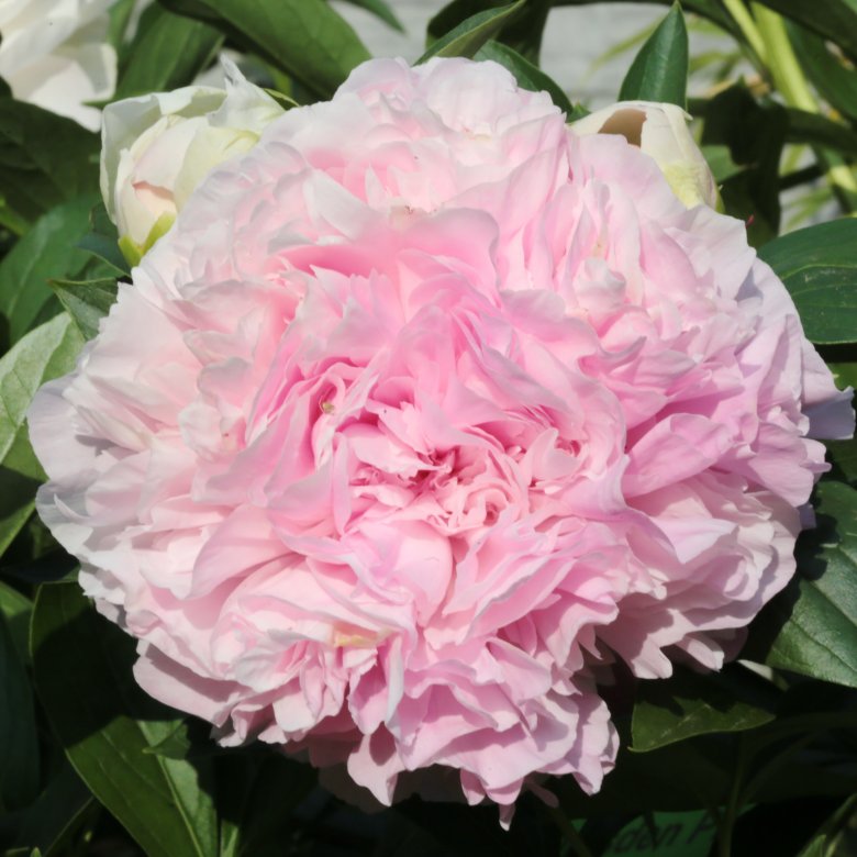 Peony Pink Giant (Late) - Green Works - Specialist in Peonies