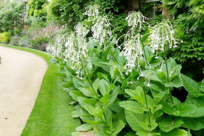 Купить саженцы Табака душистого 🌱цена ...