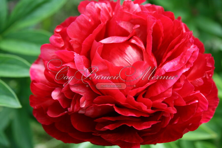 Paeonia Georgiana Shaylor ...