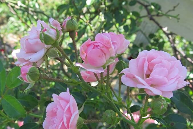 Rosa polyantha Orange ...