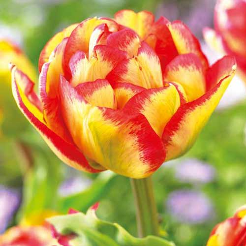 Тюльпан Фламинг Спринг грин (Tulip Flaming Springgreen)