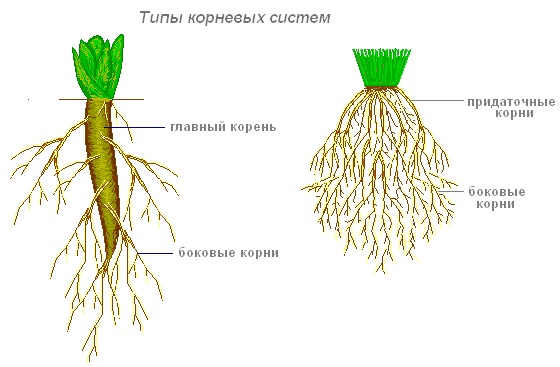 Советы для цветовода-любителя