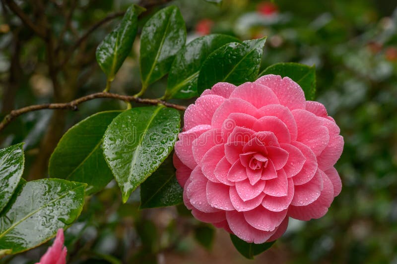 OrchidZone Japanese Camellia pink Plant ...