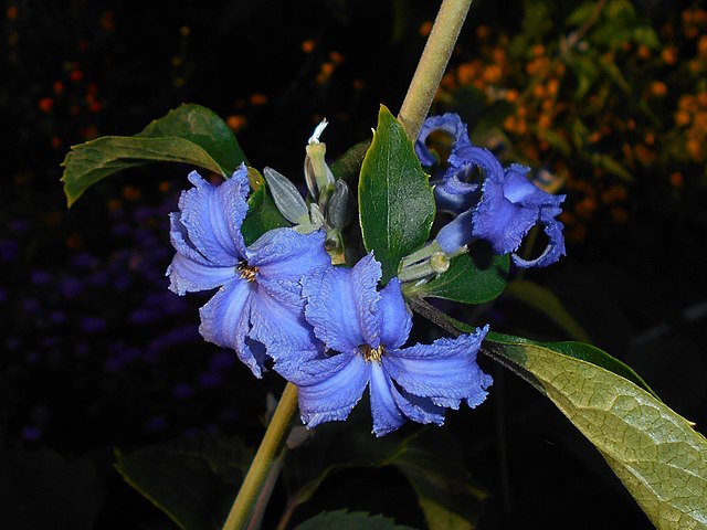 Photo of the entire plant of Clematis (Clematis heracleifolia ...