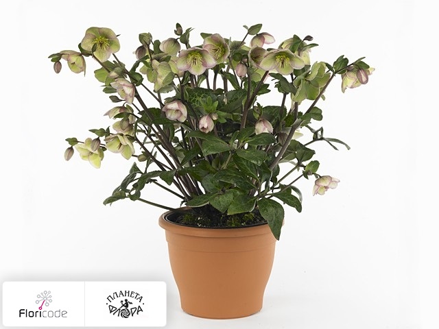 МОРОЗНИК КАВКАЗСКИЙ (лат. Helleborus caucasicus) - Лесосад