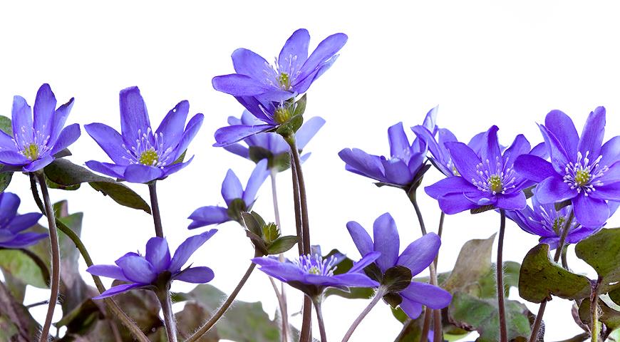 Hepatica nobilis ...