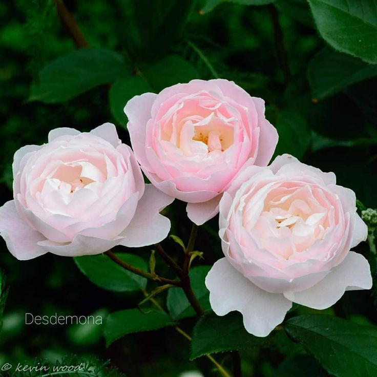 Rosa 'Desdemona'(Auskindling) David Austin Rose – Riverlane ...