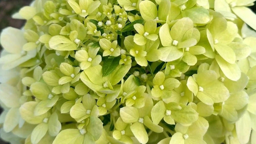 Гортензия метельчатая Литтл Фрайз (Hydrangea paniculata ...