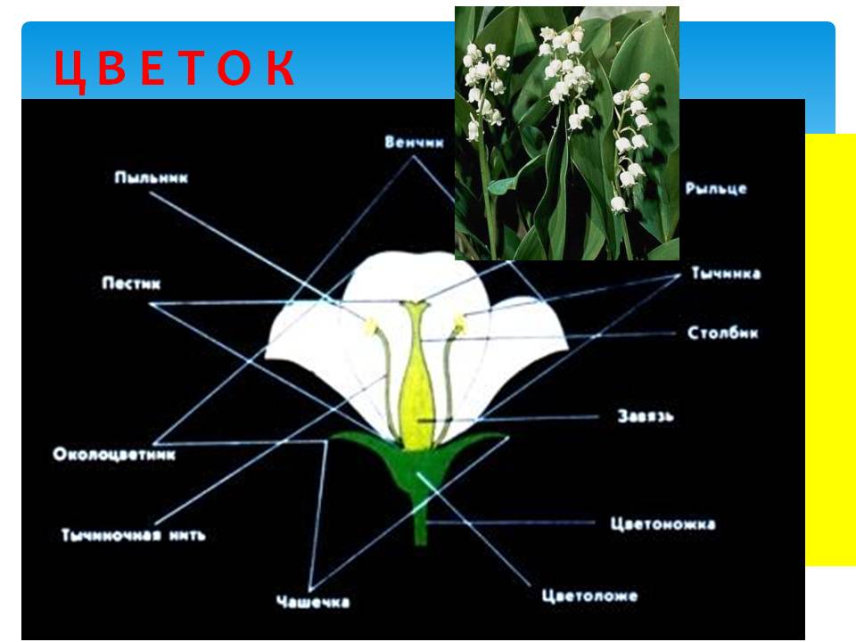 Обобщающий урок по теме: 