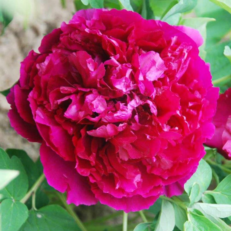 Пион Пинк Джайнт (Paeonia Pink Giant) купить в Москве по ...