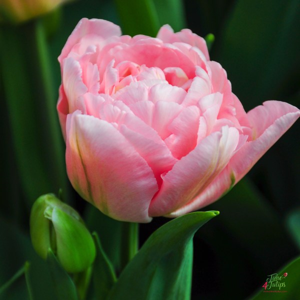 Tulipa Dreamer - ORG | Natural Bulbs EU