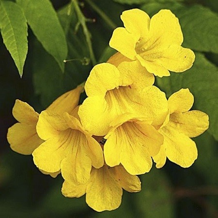 view of many Yellow elder flower or Yellow bells (Tecoma ...