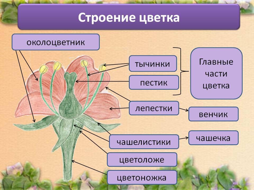 Конспект урока по биологии на тему ...