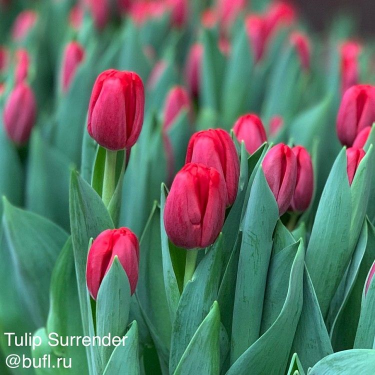 Tulips assortment for the Women's day 2024