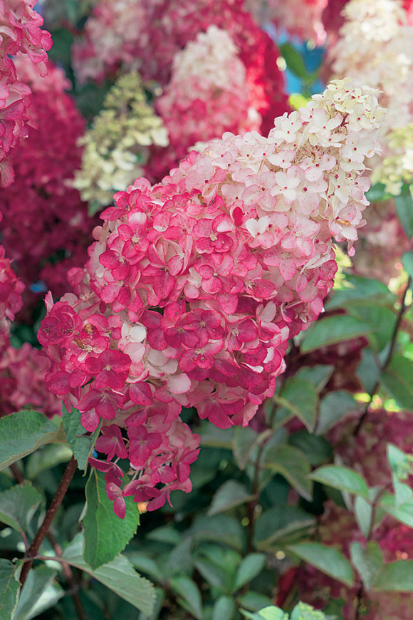 ФРАЙЗ МЕЛЬБА гортензия метельчатая / Hydrangea paniculata ...