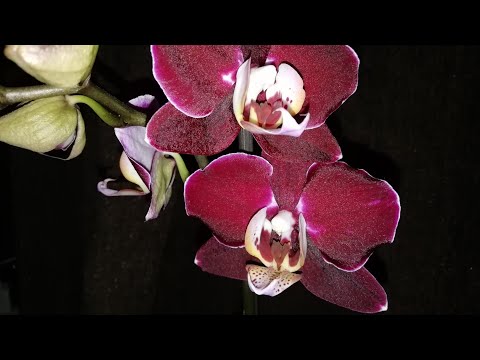 Фаленопсис Дебора (Phalenopsis Debora) — купить в интернет ...