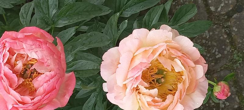 Пион Корал Суприм - Paeonia Coral Supreme