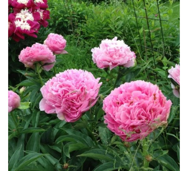 Paeonia 'Pink Giant ...