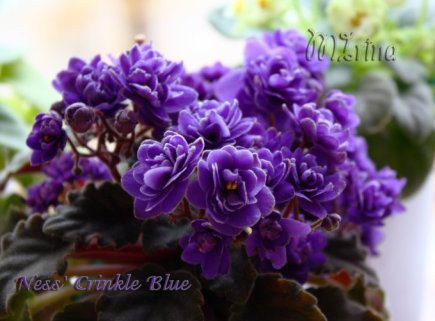 Фиалка Ness Crinkle Blue — особенности ...