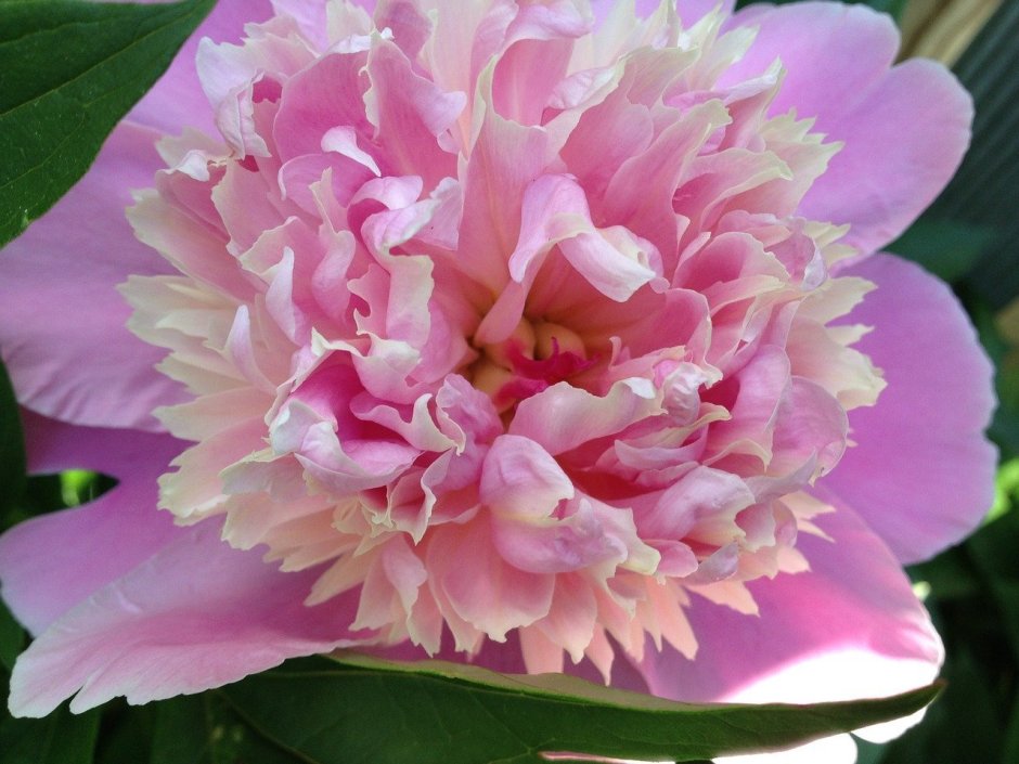 Paeonia Sweet Sixteen Пион Свит Сикстин