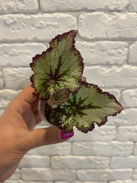 Бегония телесноцветная (Begonia incarnata) — описание ...