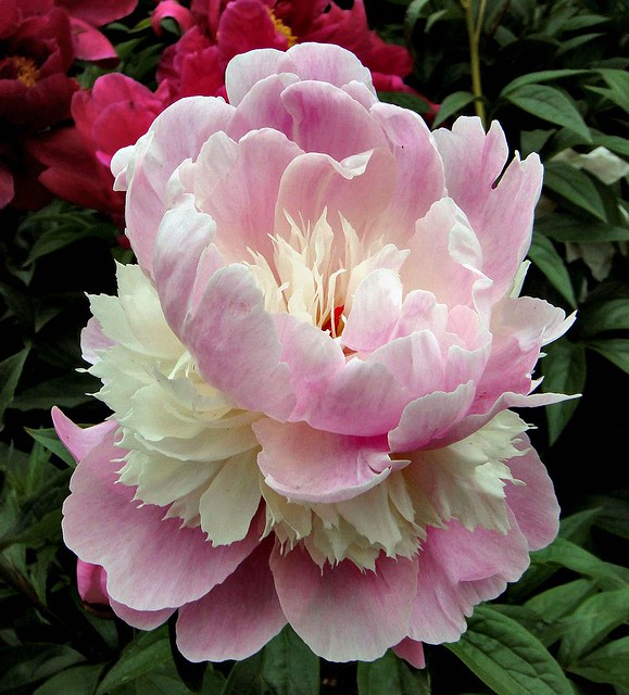 Peony - Wikipedia