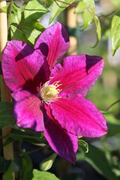 Clematis Grunward - Клематис