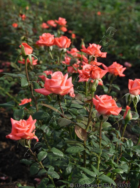 Movie star Rose - Flowers - A produces supplier, 20 years ...