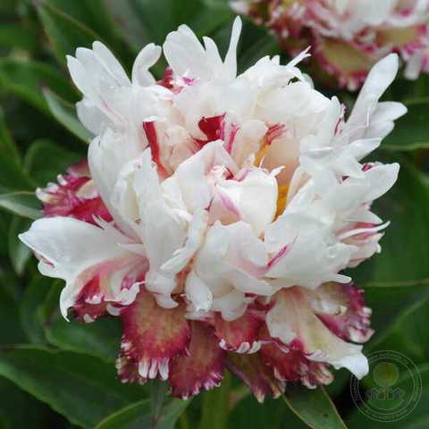 Peppermint Peony Photograph by Stephanie Weber - Pixels