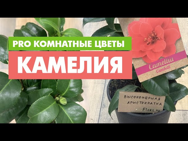 Камелия Японская Белая купить в Москве с доставкой в интернет ...