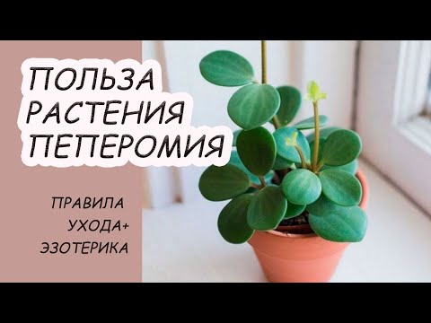 Купить Пеперомия 12*25 вариегатная оптом | Paeonia