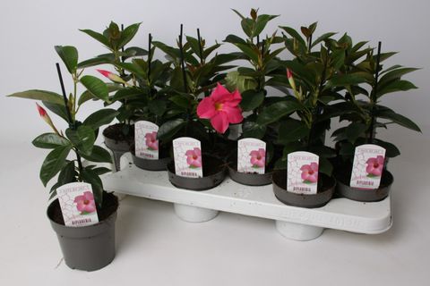 Mandevilla sanderi Rio Elegant Coral ...