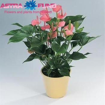 Anthurium Andr. Acropolis ANTH A ACROPOLIS | Anthurium ...