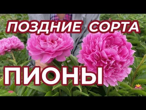 Поздние сорта пионов / Сад Ворошиловой ...