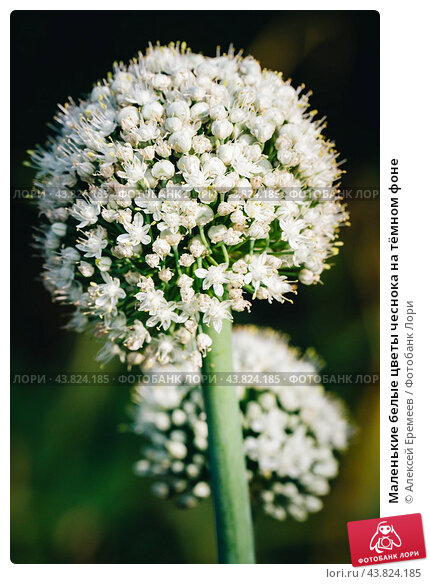 Цветущий дикий чеснок Allium Sativum L. Стоковое фото ...