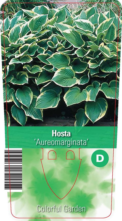 Хоста Ауреомаргината, Hosta fortunei Aureomarginata (ID ...