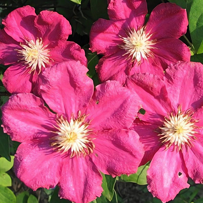 Клематис 'Ернест Маркхем'. (Clematis 'Ernest Markham') ІІІ ...