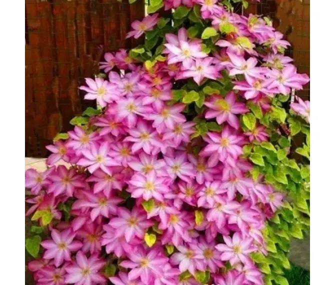 Clematis Rubra (Клематис Рубра, Ломонос ...